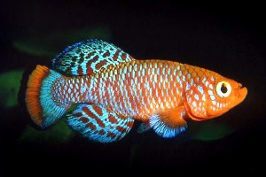 Notobranchius rachovii